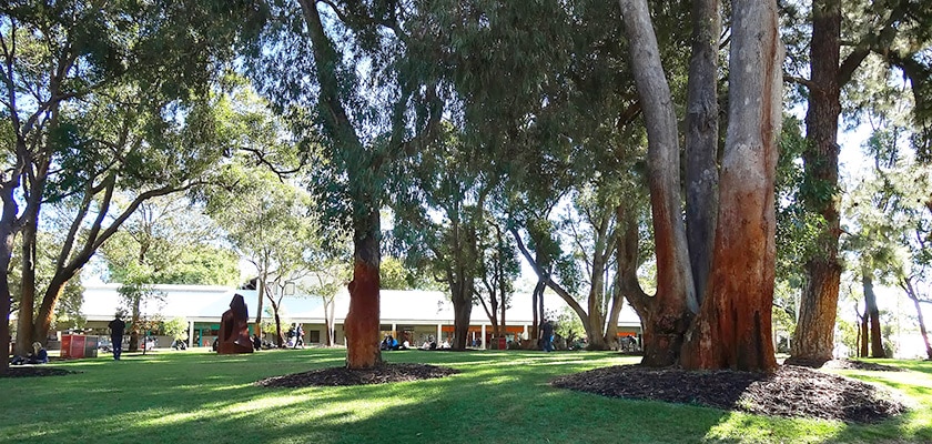 Murdoch University campus grounds.