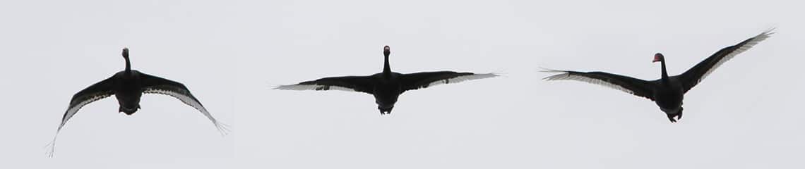 University of Western Australia black swans.
